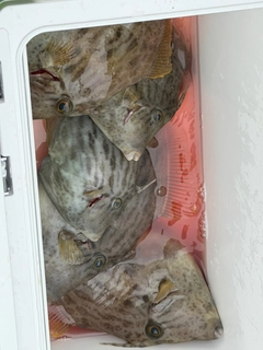 カワハギの釣果
