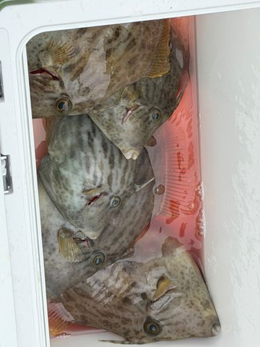 カワハギの釣果
