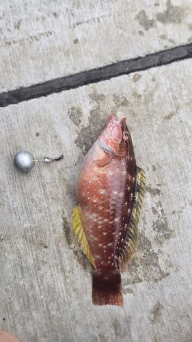 アイゴの釣果