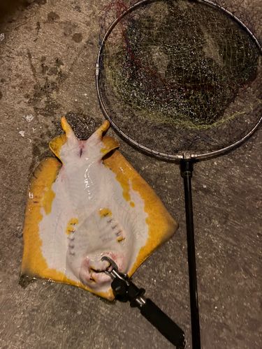 アカエイの釣果