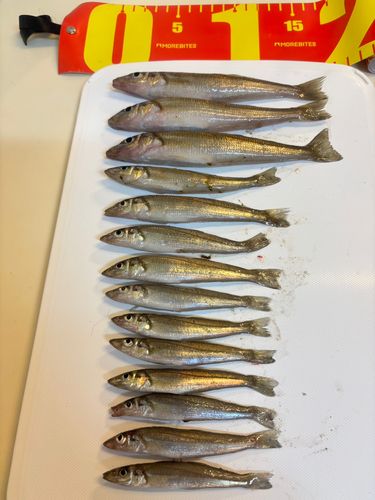 三浦海岸