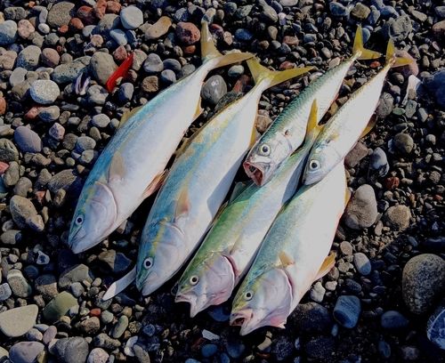 フクラギの釣果