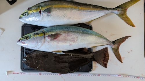イナダの釣果