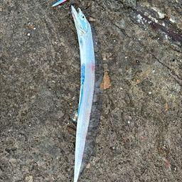 タチウオ