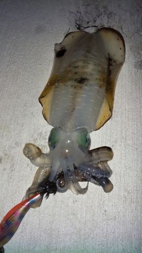 アオリイカの釣果
