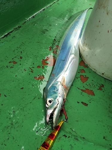 タチウオの釣果