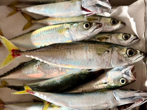 サバの釣果