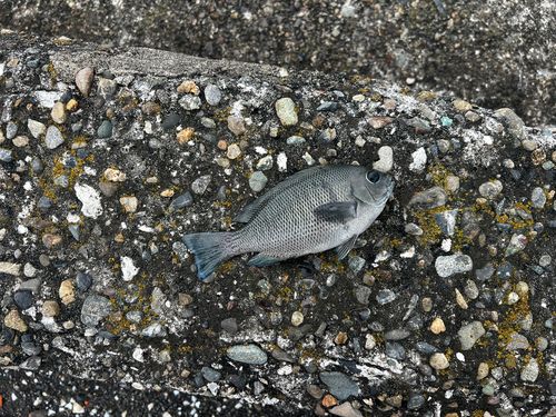メジナの釣果