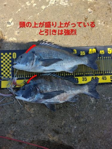 チヌの釣果