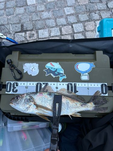 イシモチの釣果