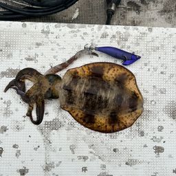 アオリイカ