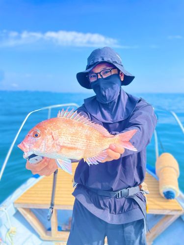 ハナダイの釣果