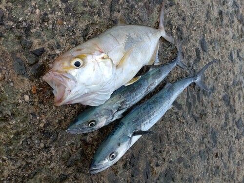 ショゴの釣果