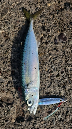 サバの釣果