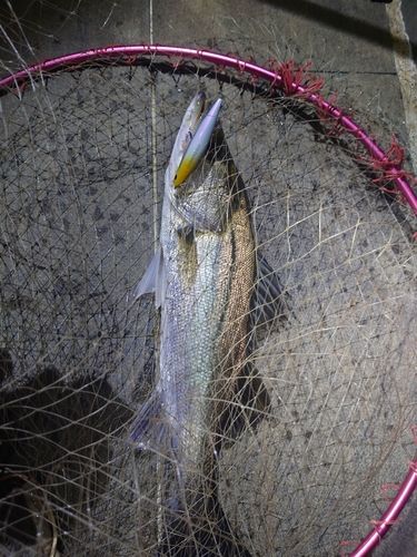 スズキの釣果