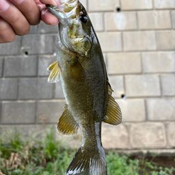 スモールマウスバス