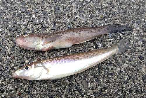 シロギスの釣果