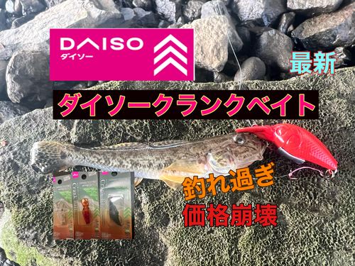 マハゼの釣果