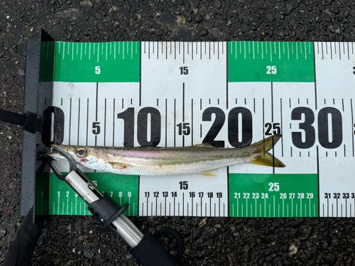 カマスの釣果