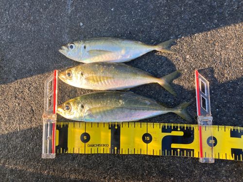 アジの釣果