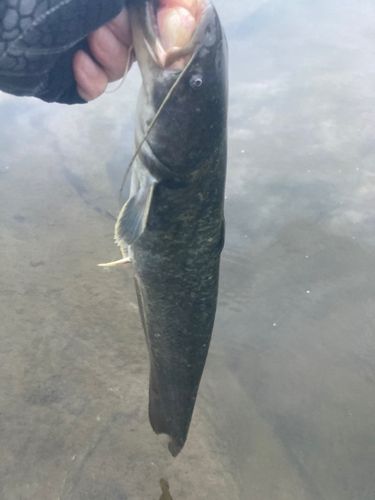 ナマズの釣果