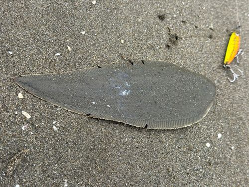 シタビラメの釣果