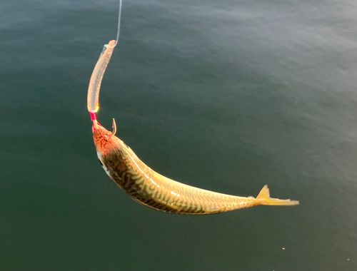 サバの釣果