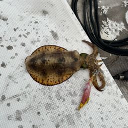 アオリイカ