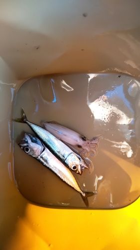 イカの釣果