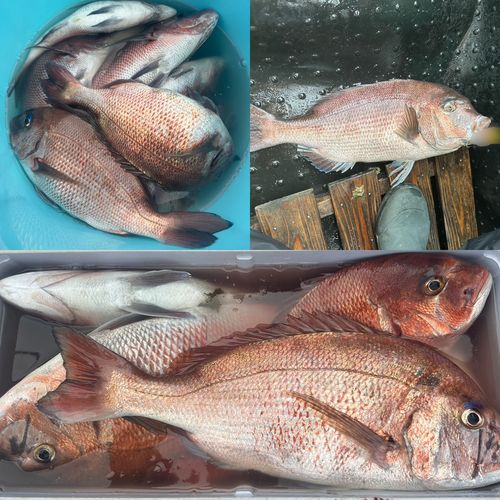 マダイの釣果