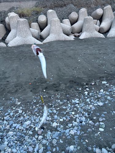 サバの釣果