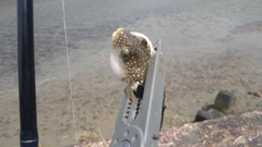 クサフグの釣果