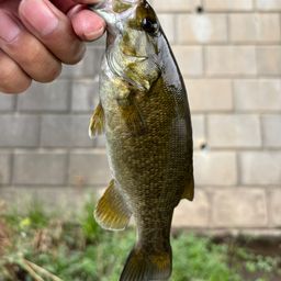 スモールマウスバス