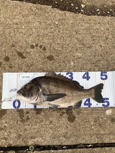 チヌの釣果
