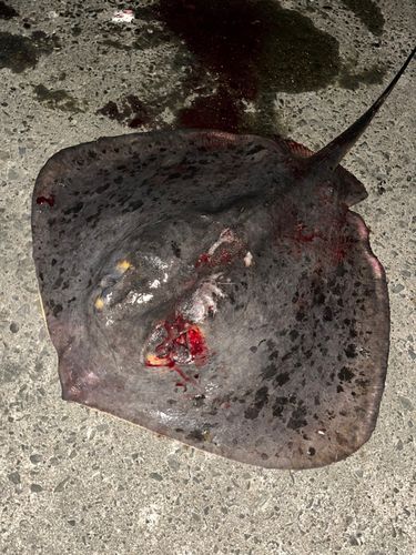 アカエイの釣果