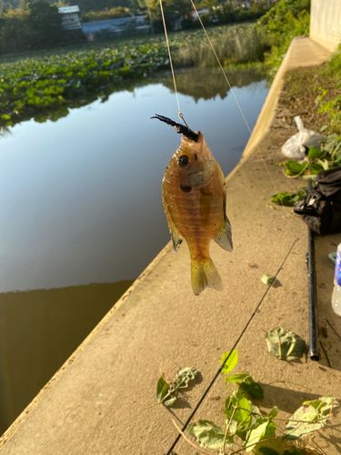 ブルーギルの釣果