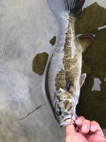スモールマウスバスの釣果