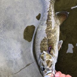 スモールマウスバス