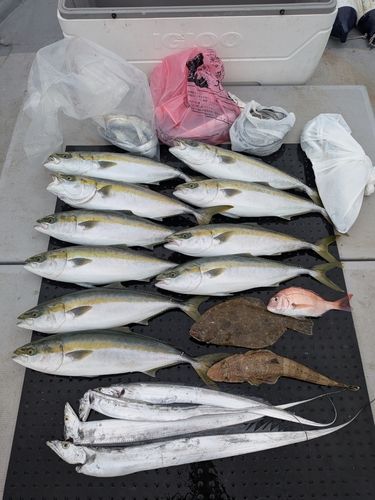 ブリの釣果