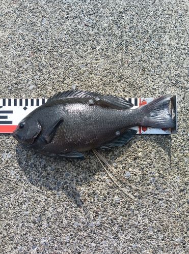 メジナの釣果