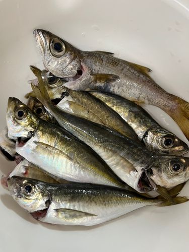 マアジの釣果
