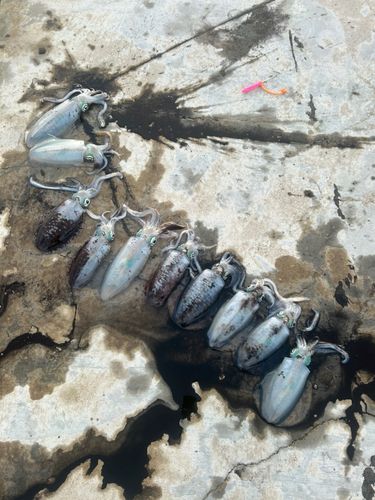 アオリイカの釣果