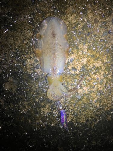 敦賀湾