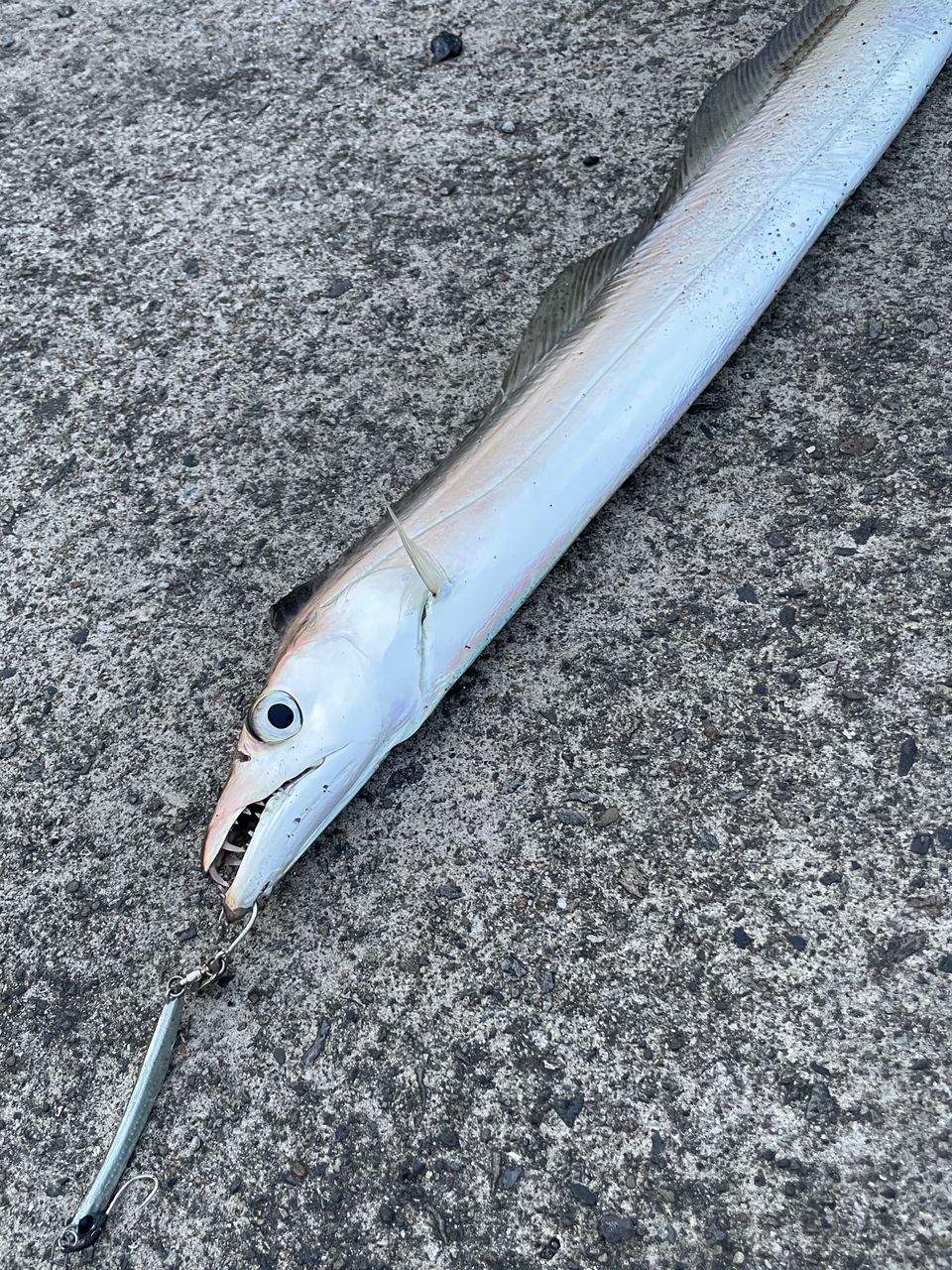 ● 極美品 ダイワ ジグキャスター DAIWA JIGCASTER 96M DAIWA（釣り） ダイワ ジグキャスター 96M (ショアジギング