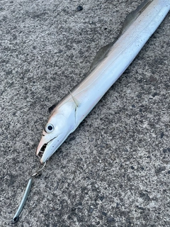 テンジクタチの釣果