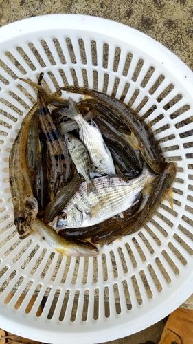 ハゼの釣果