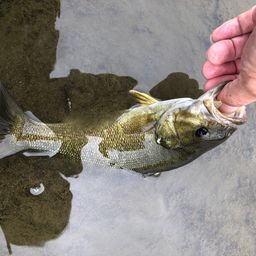 スモールマウスバス