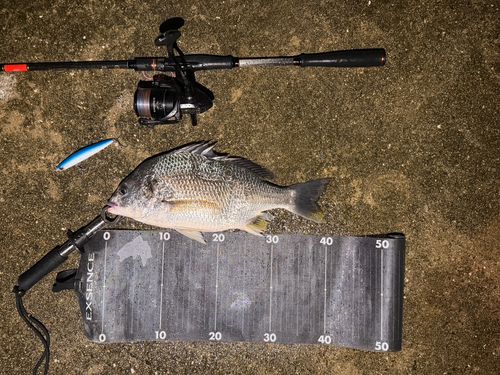 チヌの釣果