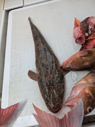 コチの釣果