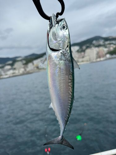 ヒラソウダの釣果